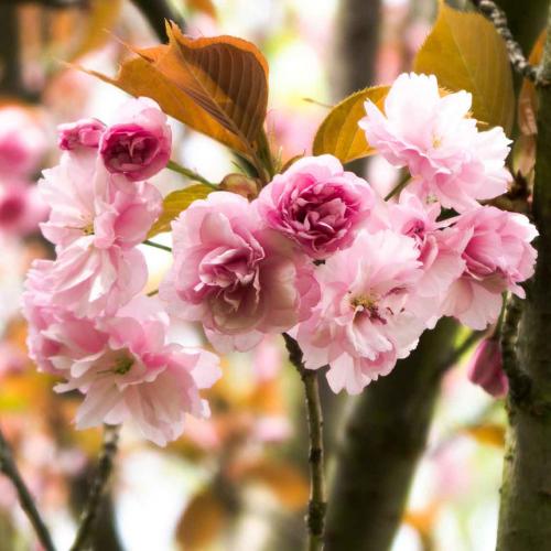 011-H.Tröger-2018-wett-180416-619