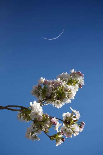 037-A.Dengs-2018-wett-kirsch wettbewerb