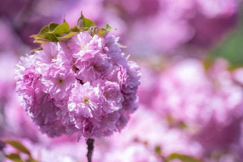 116-hr.Knopp Kirschblüte-4