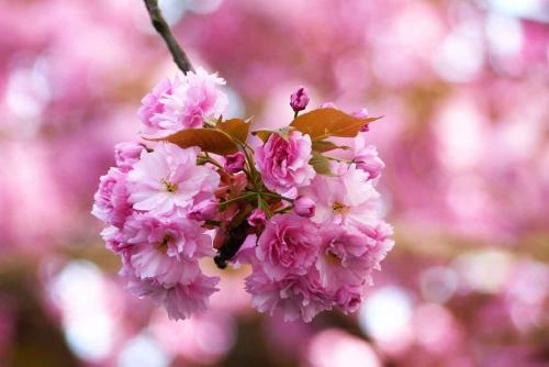 258-T.Schäfer-2018-3