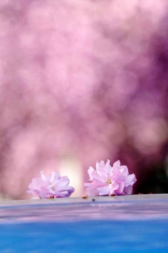 261-Qin-Bo-2018-wett-3