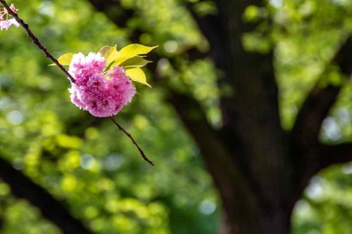 355-K.Bongartz-2018-wett-1