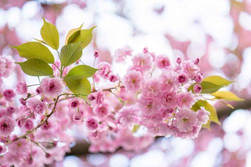 498-H.Hong-2018-wett-2