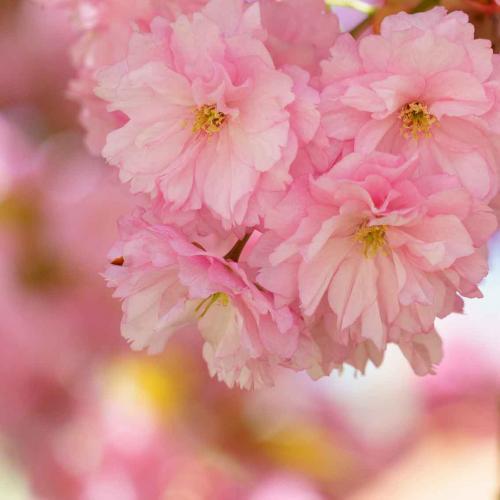 529-P.Schwabe-2018-wett-1