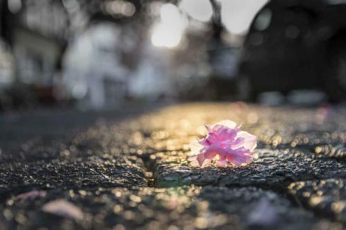 582-M.Swa-2018-wett-1