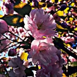 005-2020-K.Greßhoff-1v3