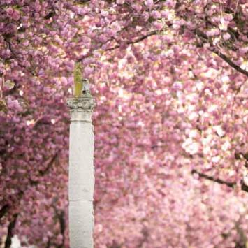 006-2020-D.Arvando-2v3