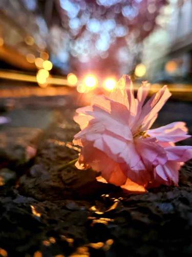 002-2020-B.Krebs-1v3