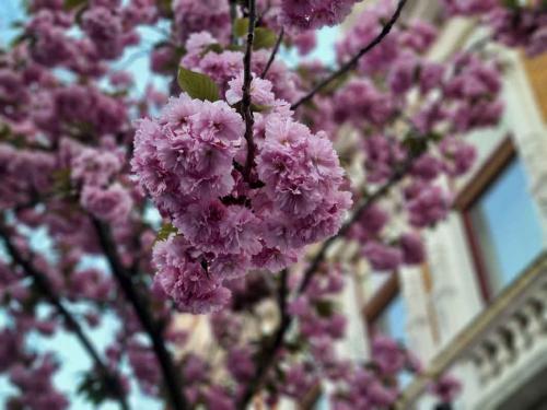 002-2020-B.Krebs-2v3