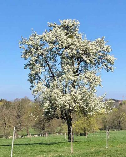 004-2020-H.Feuerriegel-3v3