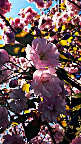 005-2020-K.Greßhoff-1v3