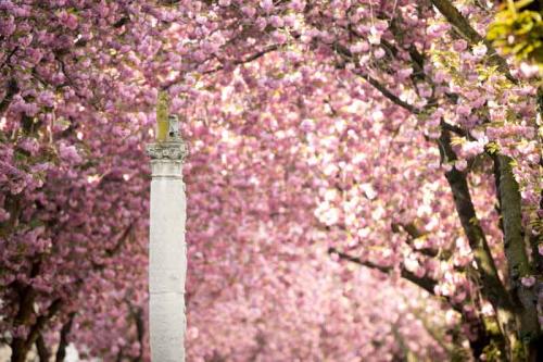 006-2020-D.Arvando-2v3