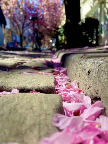 007-2020-St.Schaerer-1v3