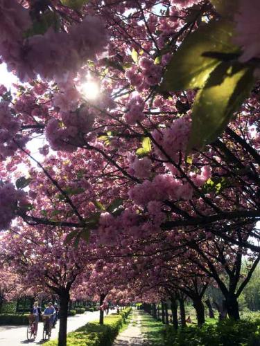 008-2020-K.Bosmann-1v1