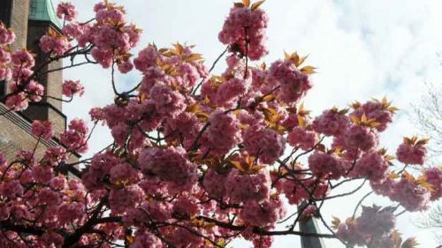 011-2020-M.Chapelar-1v3