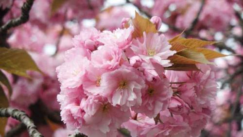 011-2020-M.Chapelar-3v3