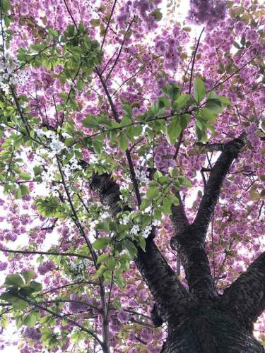 015-2020-D.Popovic-1v2