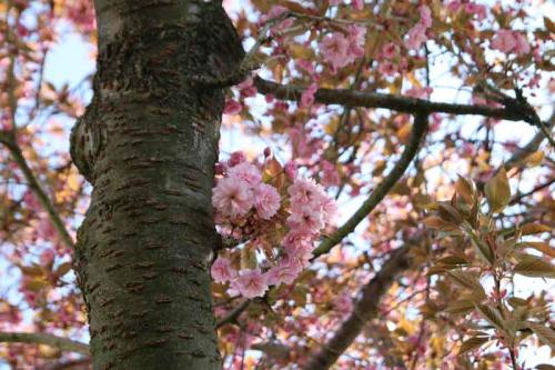 016-2020-S.Bremm-Däumer-1v3