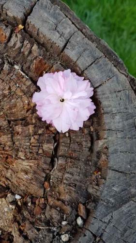 016-2020-S.Bremm-Däumer-2v3