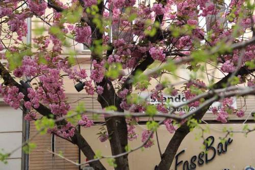 017-2020-N.Lederle-1v3