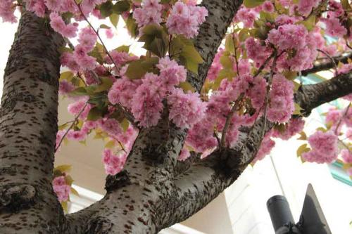 017-2020-N.Lederle-2v3