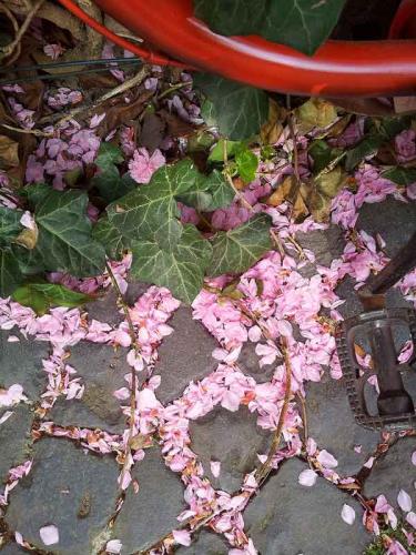 019-2020-Gertr.Mueller-2v3