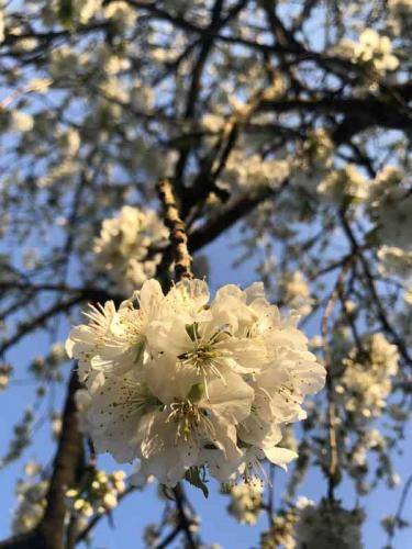 035-2020-V.Feuerriegel-1v3