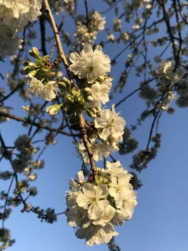 035-2020-V.Feuerriegel-2v3