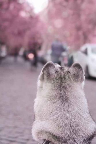 036-2020-L.Wallace-1v1