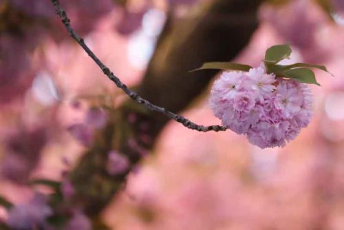 047-2020-S.-Komossa-2v3