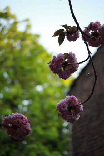 048-2020-C.Stein-2v3