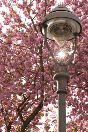 Bonn-KirschblUEte-6763A