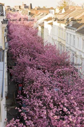 Bonn-Kirschbluete-Altstadt-7665