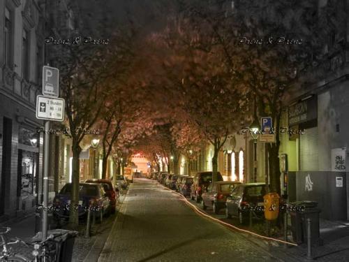 Bonn-Kirschblüte--6931a