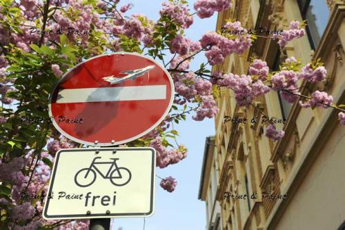 Bonn-Kirschblüte-1311