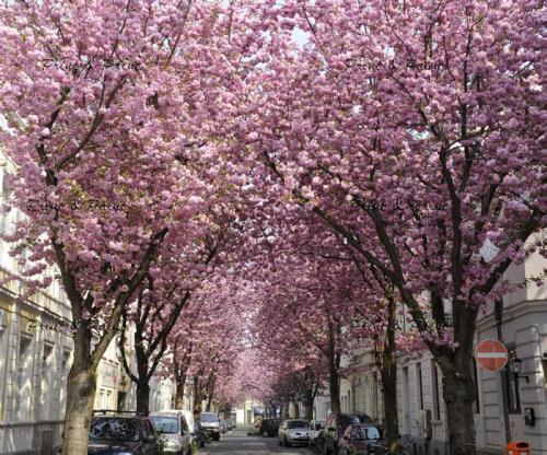 Bonn-Kirschblüte-1Kirschblüte Bonn Heerstraße Altstadt Blüte 324