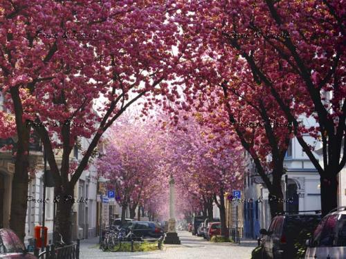 Bonn-Kirschblüte-1345