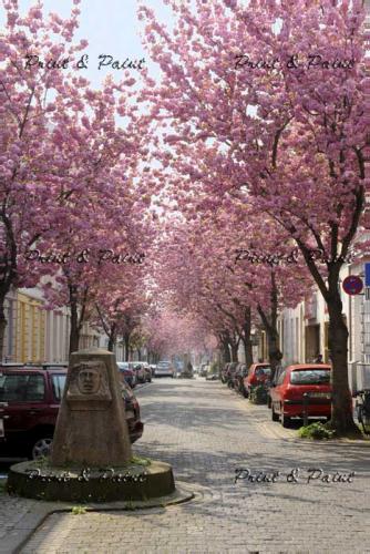 Bonn-Kirschblüte-1381