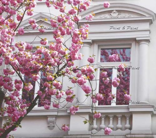 Bonn-Kirschblüte-1384