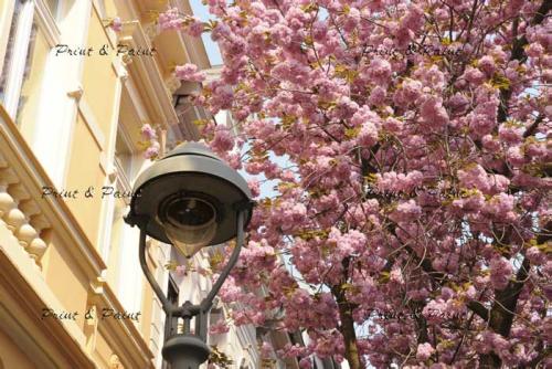 Bonn-Kirschblüte-1390