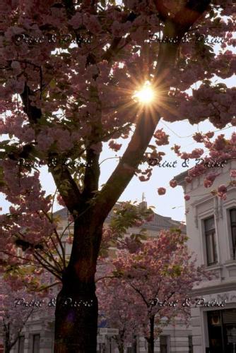 Bonn-Kirschblüte-1494