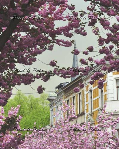 Bonn-Kirschblüte-1529