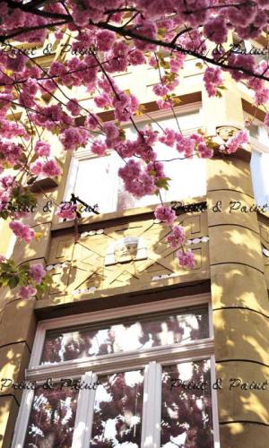 Bonn-Kirschblüte-1549