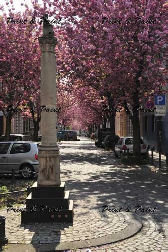 Bonn-Kirschblüte-1592