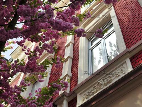 Bonn-Kirschblüte-1720