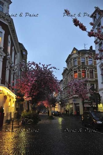 Bonn-Kirschblüte-1743