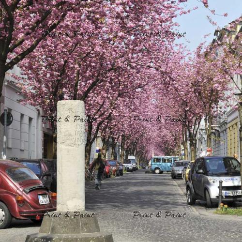Bonn-Kirschblüte-6600