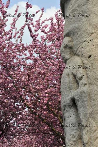 Bonn-Kirschblüte-6617