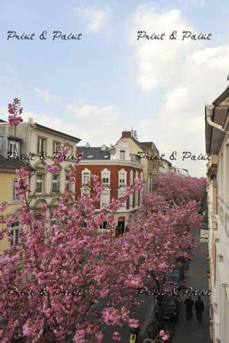 Bonn-Kirschblüte-6661