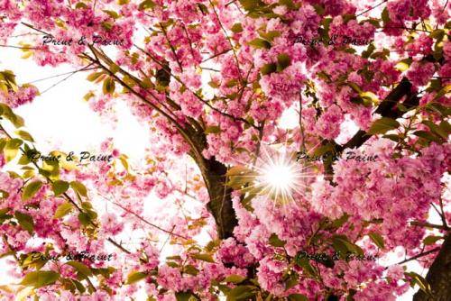 Bonn-Kirschblüte-6753a